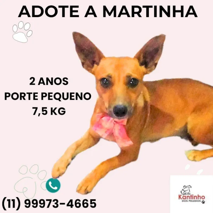 Cachorro ra a SRD-ViraLata idade 2 anos nome Martinha 