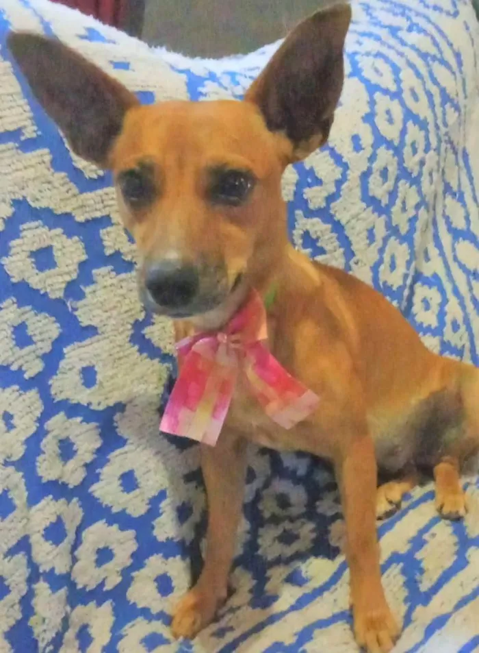 Cachorro ra a SRD-ViraLata idade 2 anos nome Martinha 