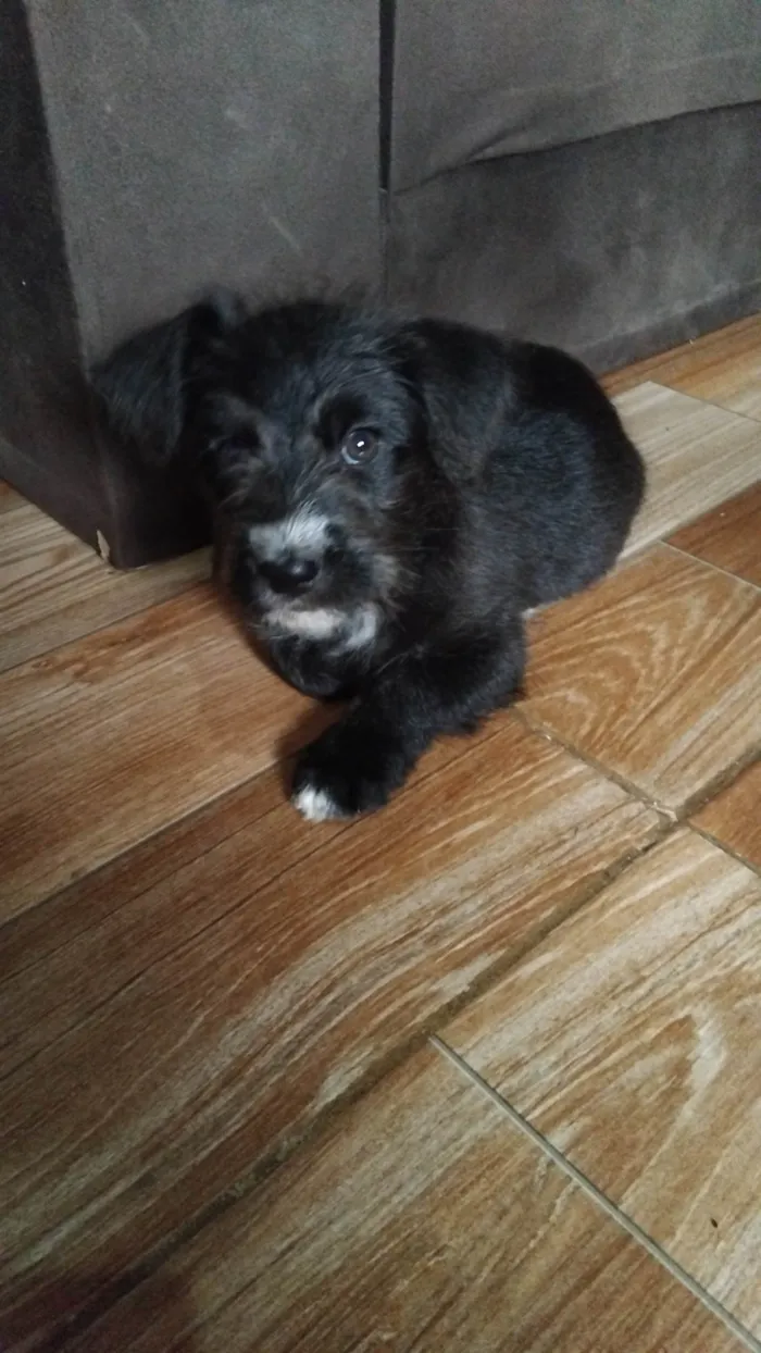 Cachorro ra a SRD-ViraLata idade 7 a 11 meses nome Chamo de Scooby 