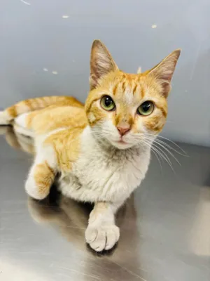 Gato raça SRD-ViraLata idade 2 a 6 meses nome Mel