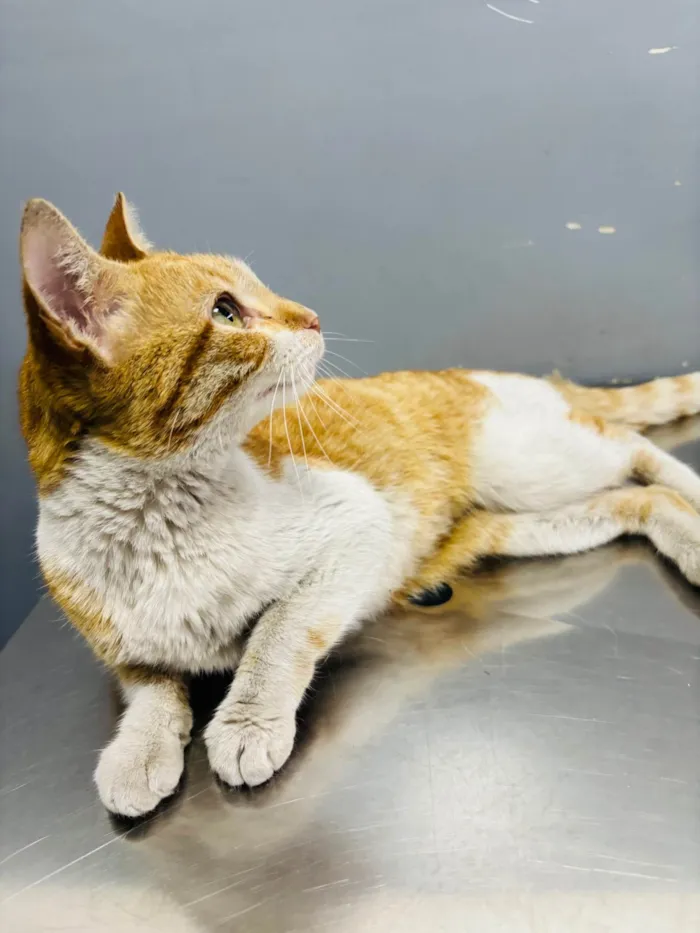 Gato ra a SRD-ViraLata idade 2 a 6 meses nome Mel