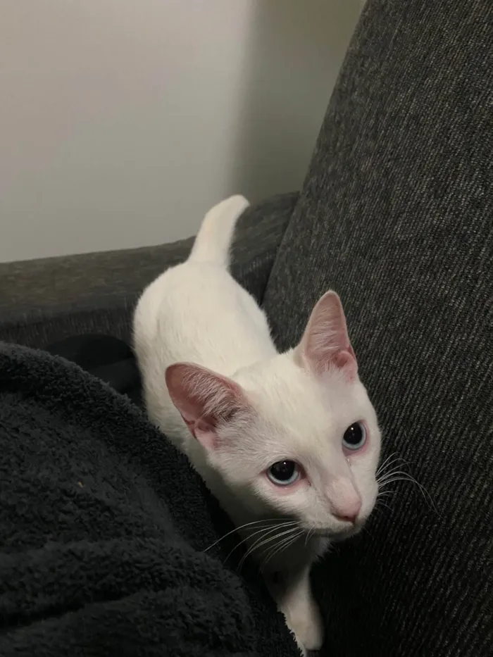 Gato ra a SRD-ViraLata idade 2 a 6 meses nome Snow