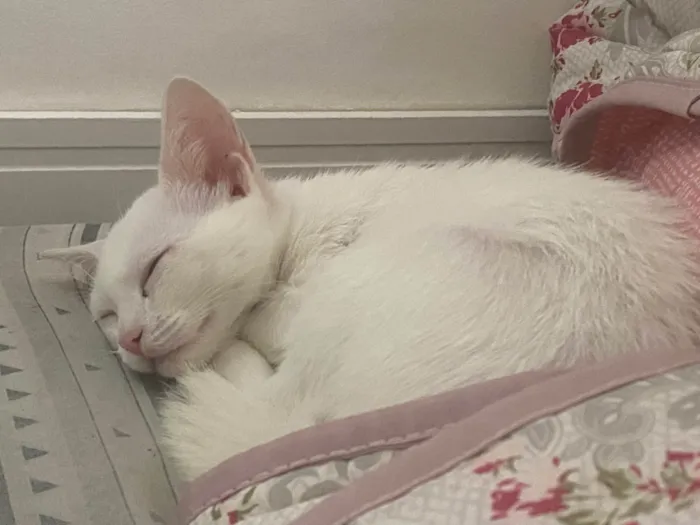 Gato ra a SRD-ViraLata idade 2 a 6 meses nome Snow