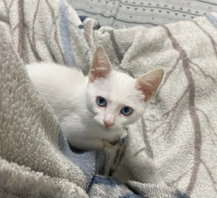 Gato ra a SRD-ViraLata idade 2 a 6 meses nome Snow