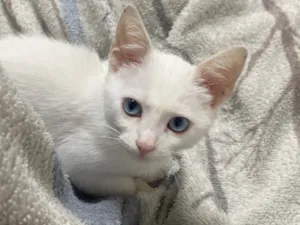 Gato raça SRD-ViraLata idade 2 a 6 meses nome Snow