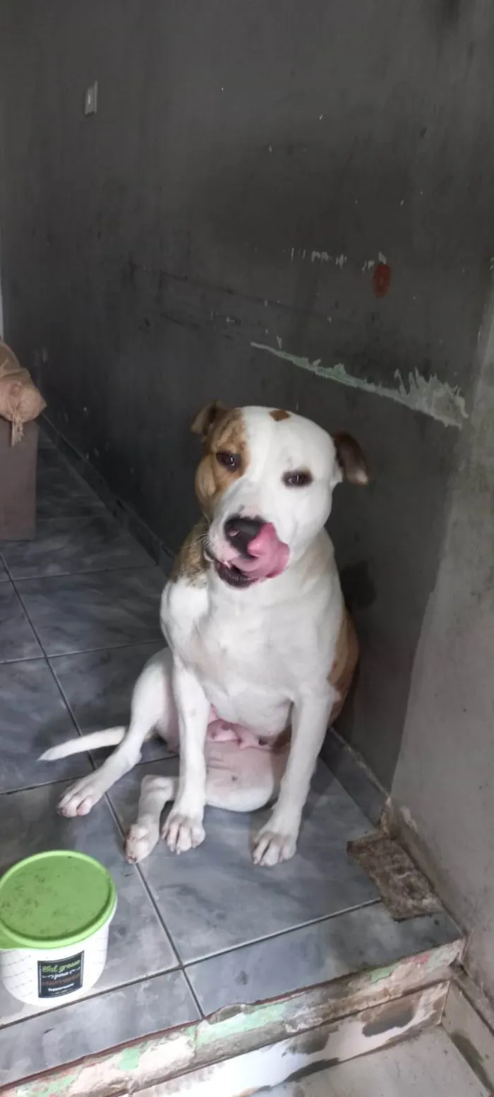 Cachorro ra a Pit-Bull idade 1 ano nome Athena 