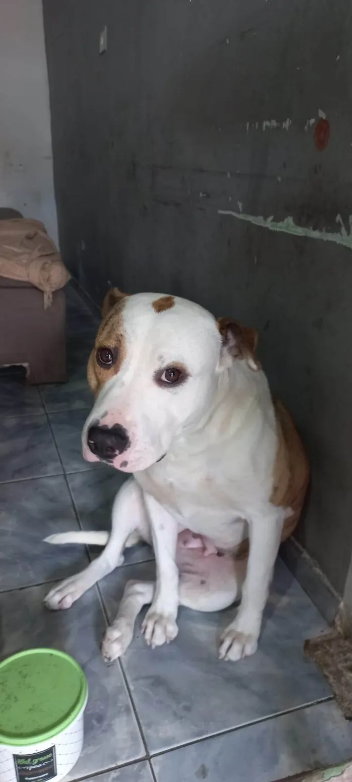Cachorro ra a Pit-Bull idade 1 ano nome Athena 