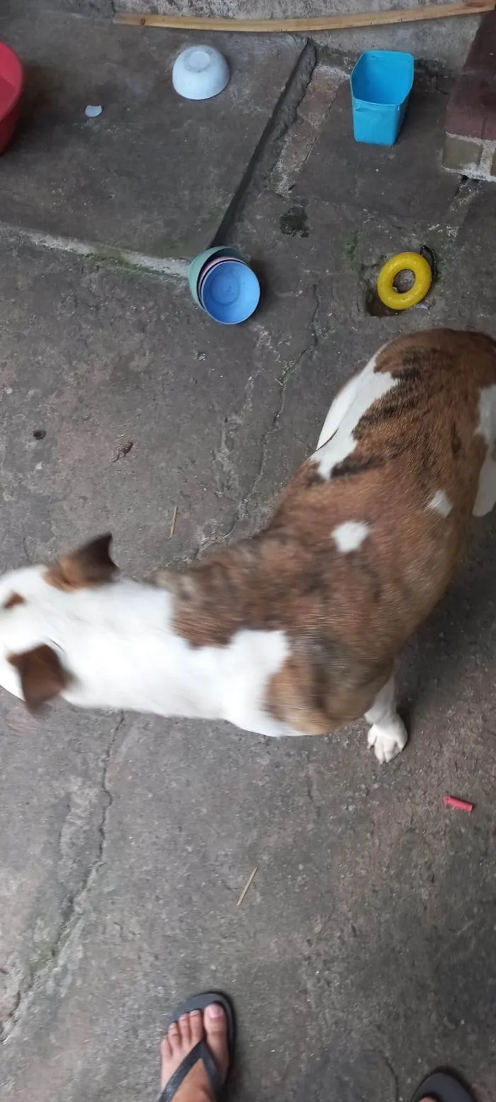 Cachorro ra a Pit-Bull idade 1 ano nome Athena 