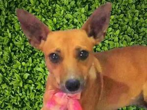 Cachorro raça SRD-ViraLata idade 2 anos nome Martinha 