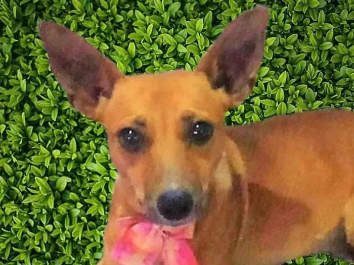 Cachorro ra a SRD-ViraLata idade 2 anos nome Martinha 
