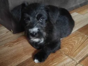 Cachorro raça SRD-ViraLata idade 7 a 11 meses nome Chamo de Scooby 