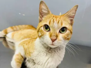 Gato raça SRD-ViraLata idade 2 a 6 meses nome Mel