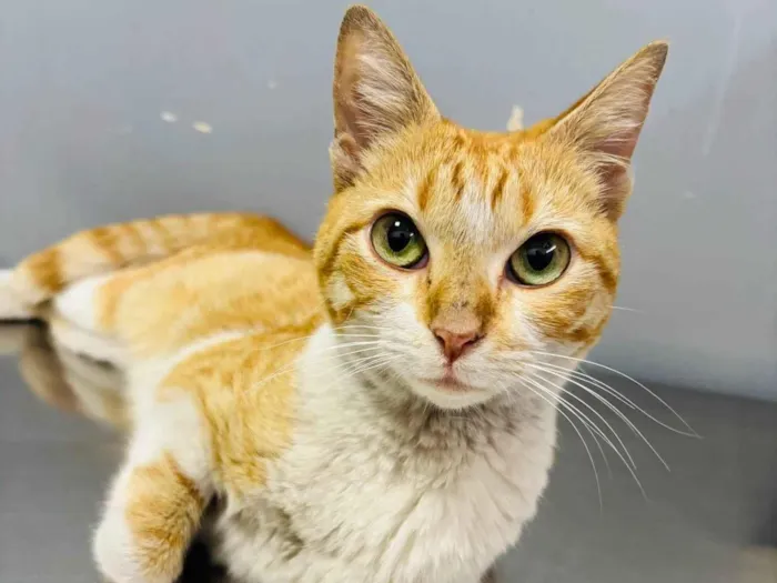 Gato ra a SRD-ViraLata idade 2 a 6 meses nome Mel