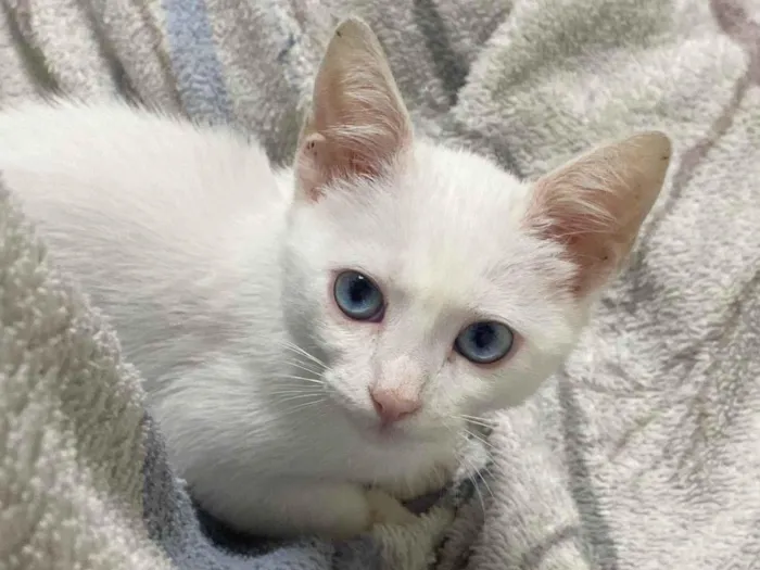 Gato ra a SRD-ViraLata idade 2 a 6 meses nome Snow