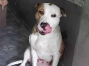 Cachorro raça Pit-Bull idade 1 ano nome Athena 
