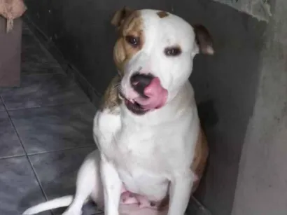 Cachorro raça Pit-Bull idade 1 ano nome Athena 