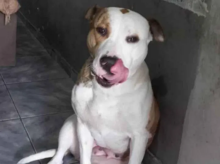 Cachorro ra a Pit-Bull idade 1 ano nome Athena 