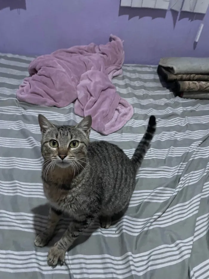 Gato ra a SRD-ViraLata idade 5 anos nome Pimposa