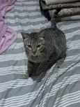 Pimposa