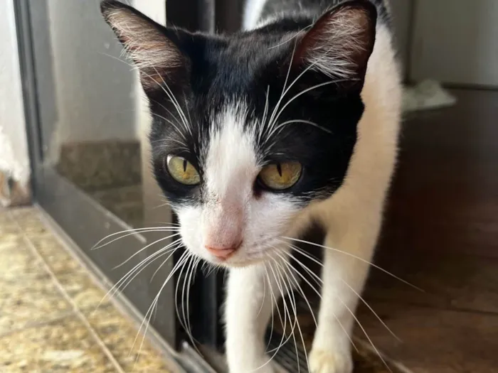 Gato ra a SRD-ViraLata idade 1 ano nome Zucka 