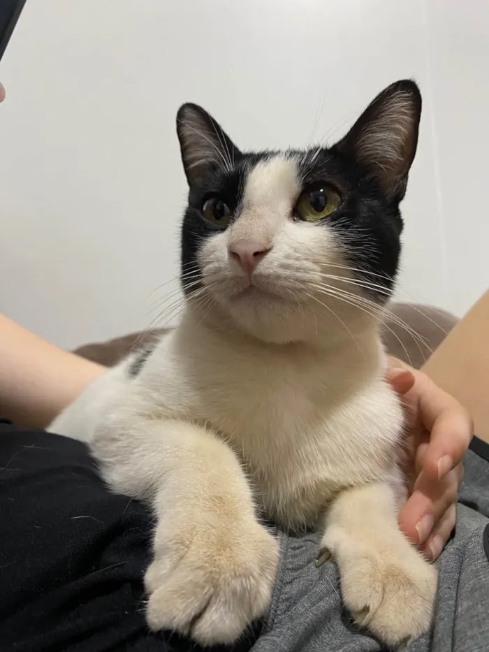 Gato ra a SRD-ViraLata idade 1 ano nome Zucka 