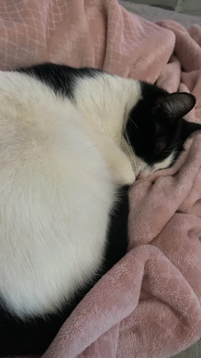 Gato ra a SRD-ViraLata idade 1 ano nome Zucka 