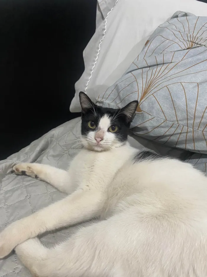 Gato ra a SRD-ViraLata idade 1 ano nome Zucka 