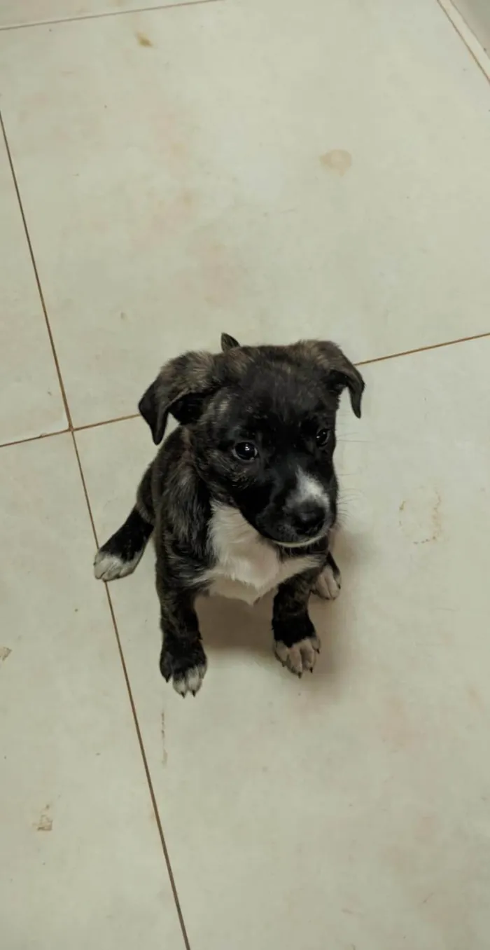 Cachorro ra a SRD-ViraLata idade 2 a 6 meses nome Luna