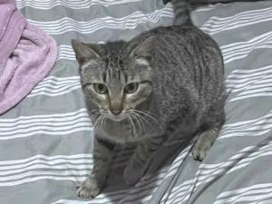 Gato raça SRD-ViraLata idade 5 anos nome Pimposa