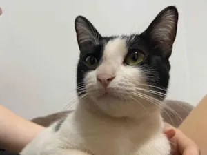 Gato raça SRD-ViraLata idade 1 ano nome Zucka 