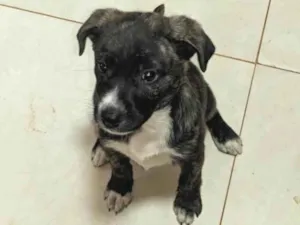Cachorro raça SRD-ViraLata idade 2 a 6 meses nome Luna