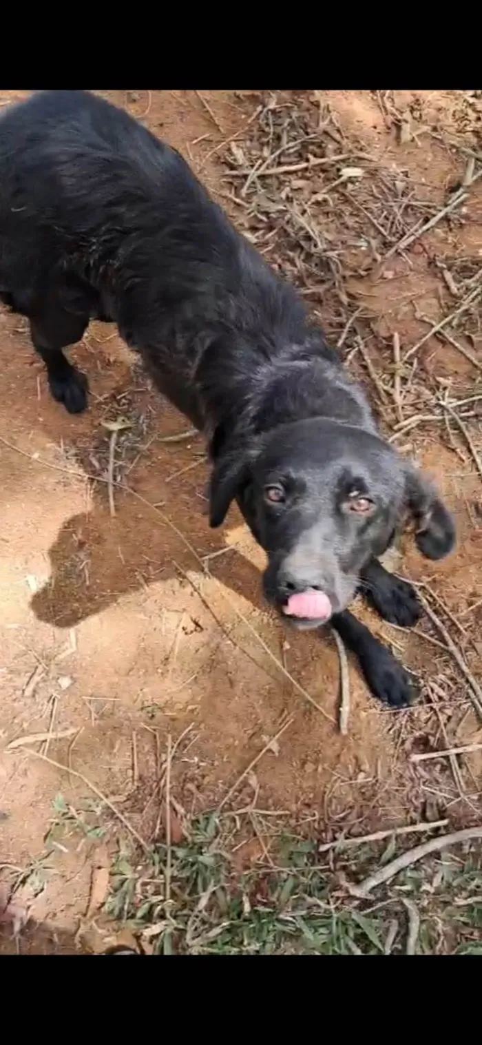 Cachorro ra a SRD-ViraLata idade 2 anos nome Saydi 