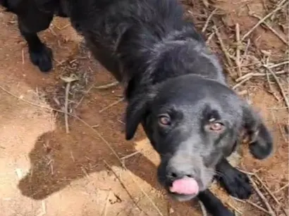 Cachorro raça SRD-ViraLata idade 2 anos nome Saydi 
