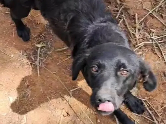 Cachorro ra a SRD-ViraLata idade 2 anos nome Saydi 