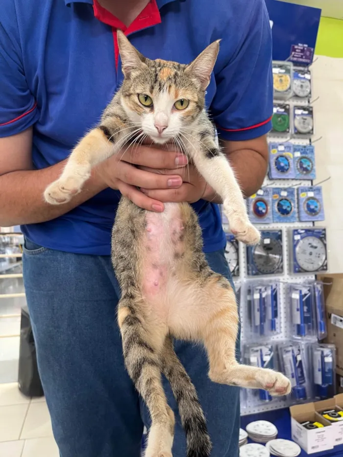Gato ra a SRD-ViraLata idade 3 anos nome Gatinha