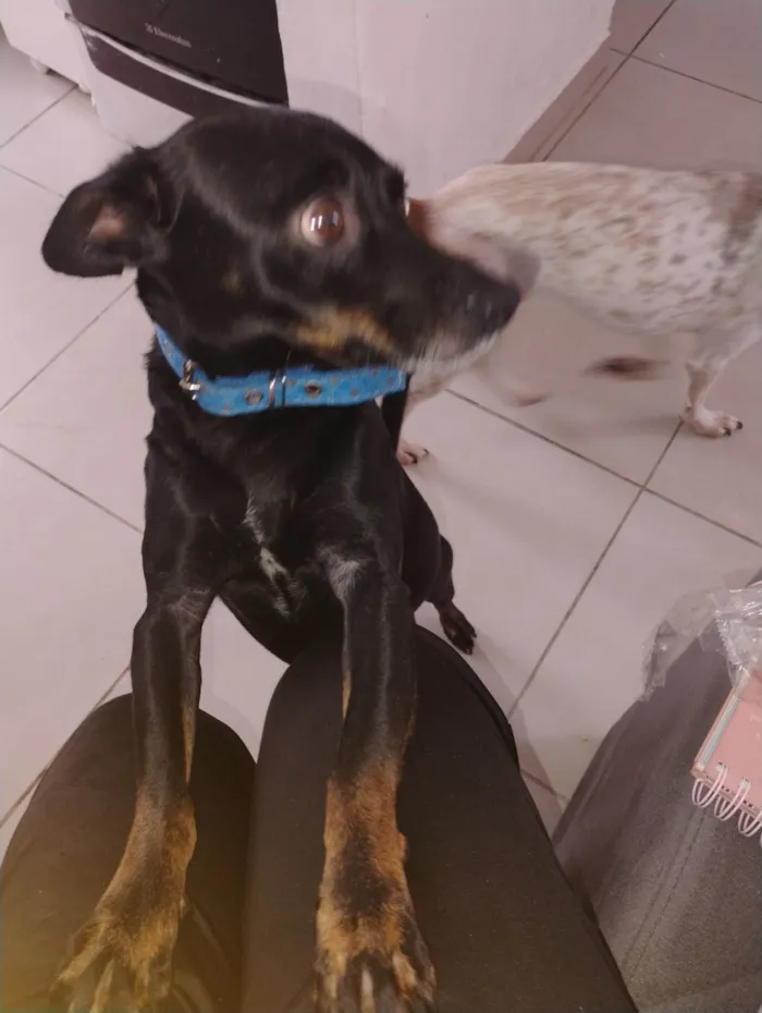 Cachorro ra a SRD-ViraLata idade 3 anos nome Salsicha 