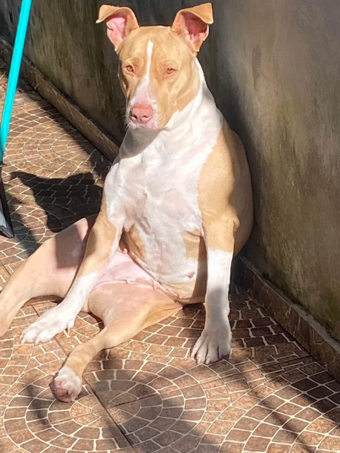 Cachorro ra a Pit-Bull idade 2 anos nome Aurora