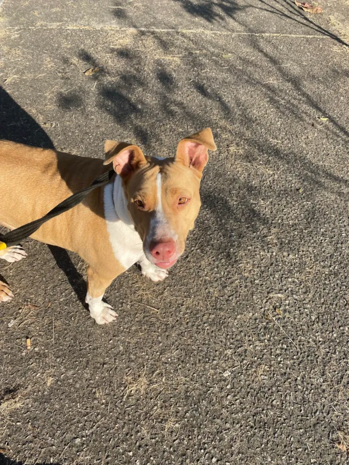 Cachorro ra a Pit-Bull idade 2 anos nome Aurora