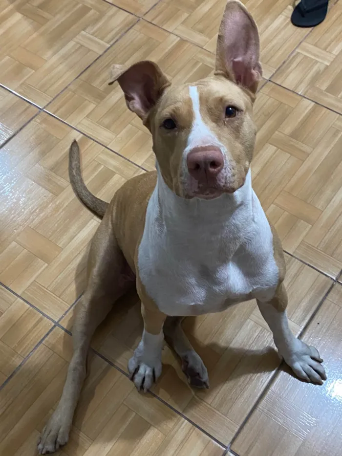 Cachorro ra a Pit-Bull idade 2 anos nome Aurora