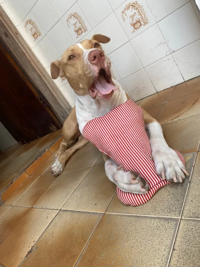 Cachorro ra a Pit-Bull idade 2 anos nome Aurora