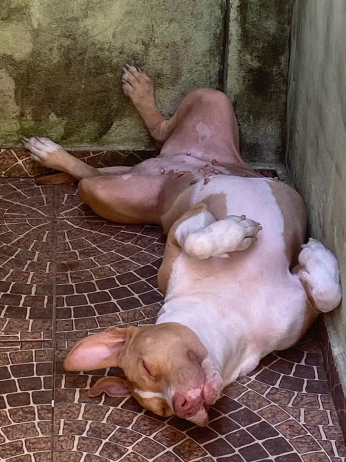 Cachorro ra a Pit-Bull idade 2 anos nome Aurora