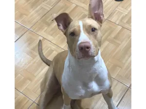 Cachorro raça Pit-Bull idade 2 anos nome Aurora