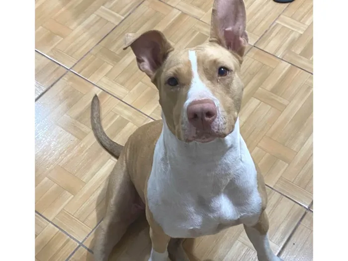 Cachorro ra a Pit-Bull idade 2 anos nome Aurora