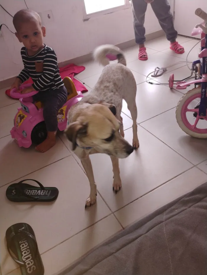 Cachorro ra a SRD-ViraLata idade 3 anos nome Mel