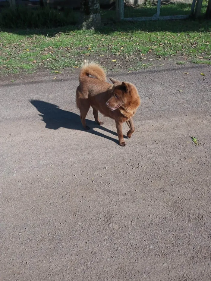Cachorro ra a SRD-ViraLata idade 4 anos nome Lobinho