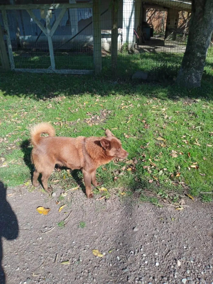 Cachorro ra a SRD-ViraLata idade 4 anos nome Lobinho