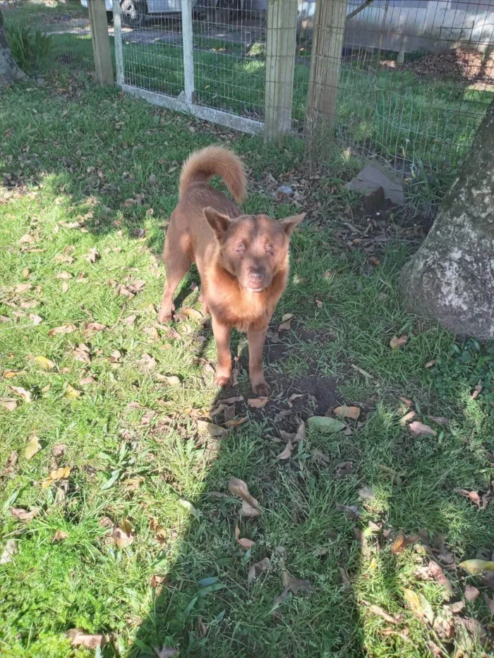 Cachorro ra a SRD-ViraLata idade 4 anos nome Lobinho