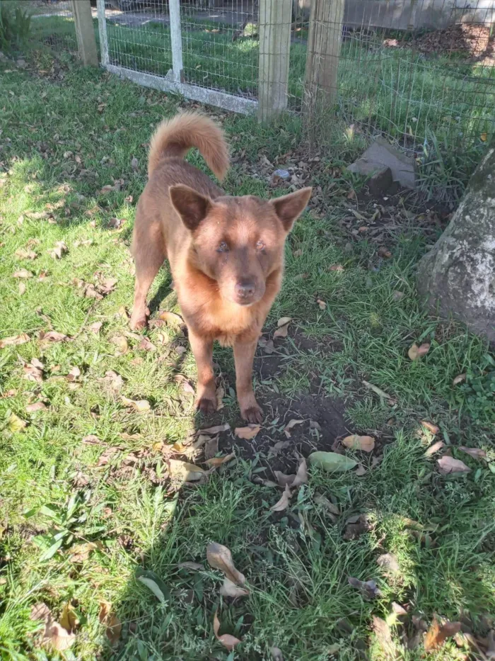 Cachorro ra a SRD-ViraLata idade 4 anos nome Lobinho