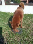 Lobinho