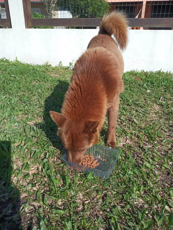Cachorro ra a SRD-ViraLata idade 4 anos nome Lobinho